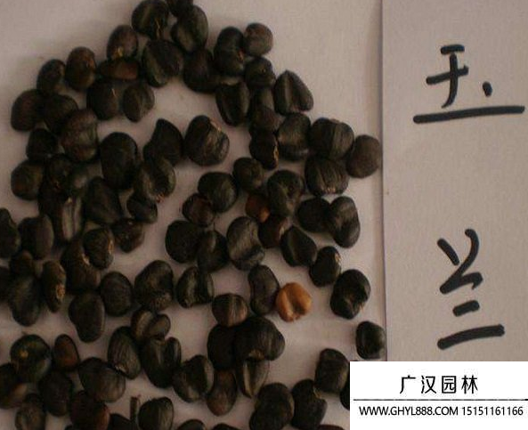玉蘭種子 玉蘭種子