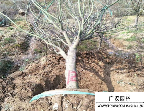 日本紅楓 日本紅楓