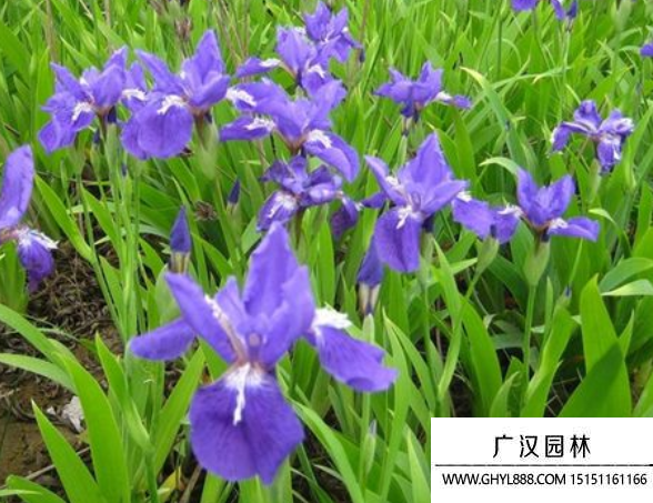 藍(lán)花鳶尾 藍(lán)花鳶尾