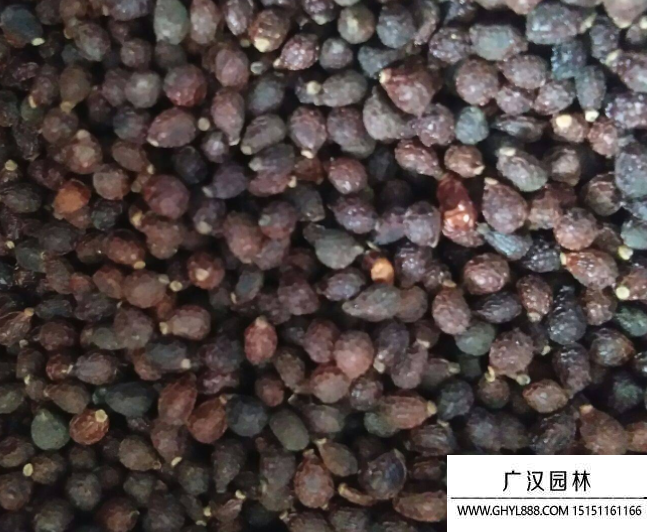 藍(lán)花鳶尾種子 藍(lán)花鳶尾種子