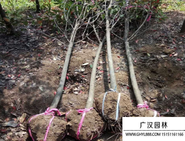 獨桿石楠 獨桿石楠