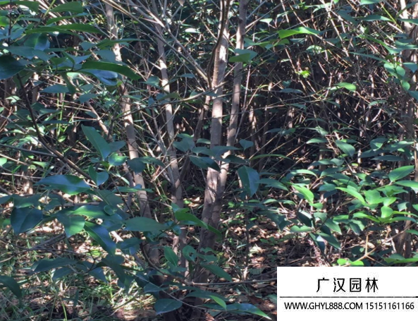 叢生大葉女貞 叢生大葉女貞