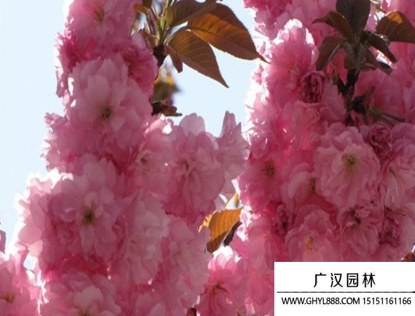 紅葉櫻花 紅葉櫻花