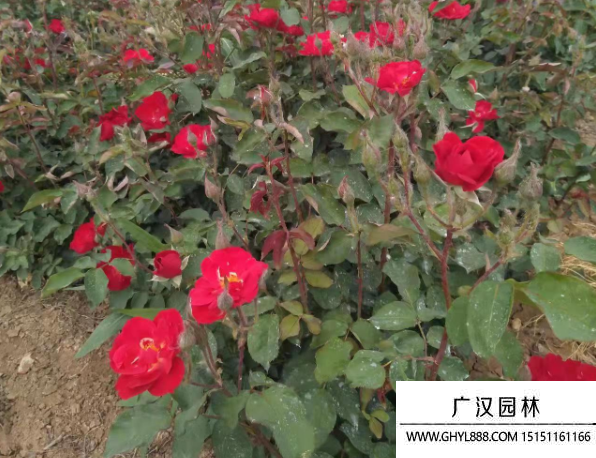 小紅帽月季 小紅帽月季