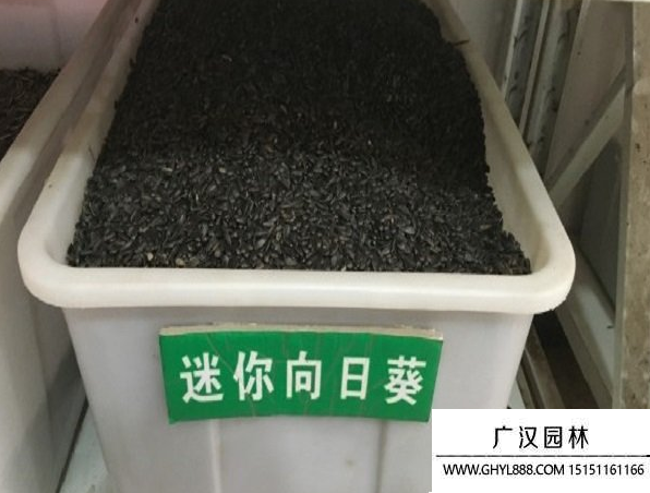 迷你向日葵種子 迷你向日葵種子