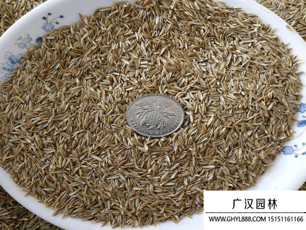 高羊茅種子 高羊茅種子