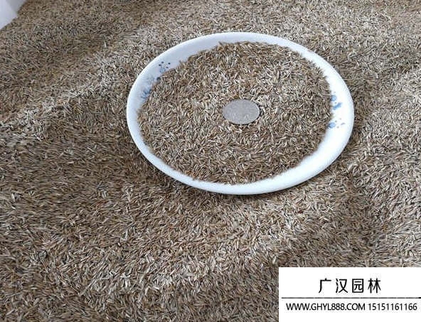 高羊茅種子 高羊茅種子