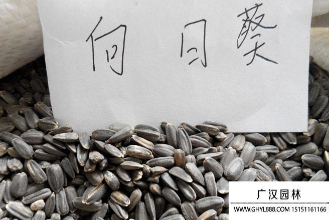 矮大頭向日葵 矮大頭向日葵