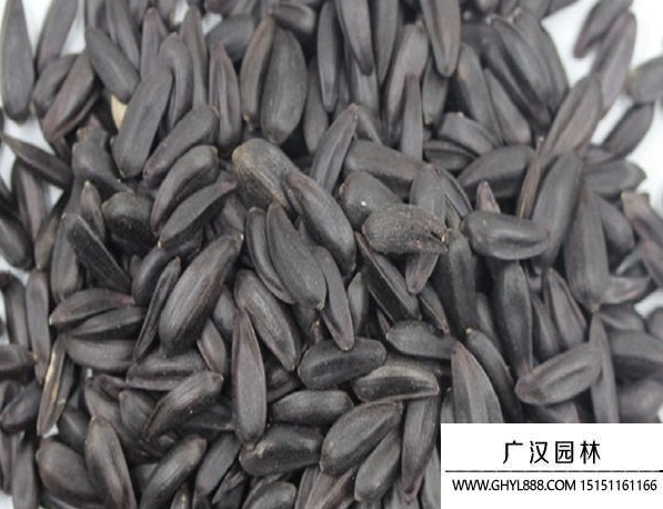 黑心向日葵種子 黑心向日葵種子