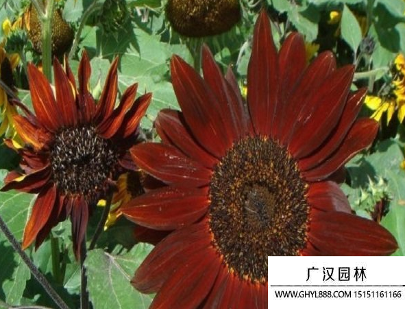 黑心向日葵 黑心向日葵