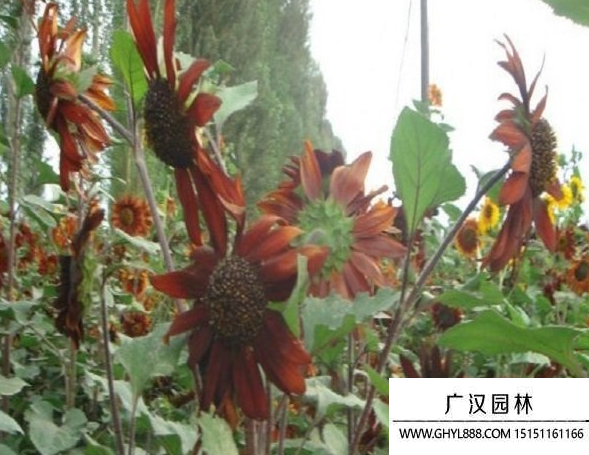 黑心向日葵 黑心向日葵