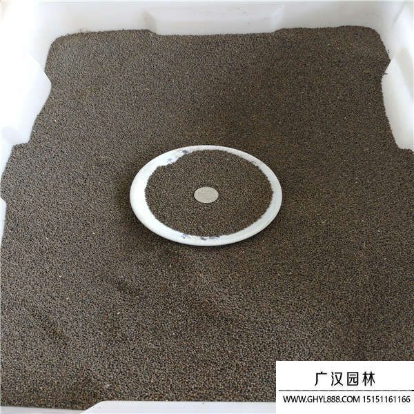 花菱草種子 花菱草種子