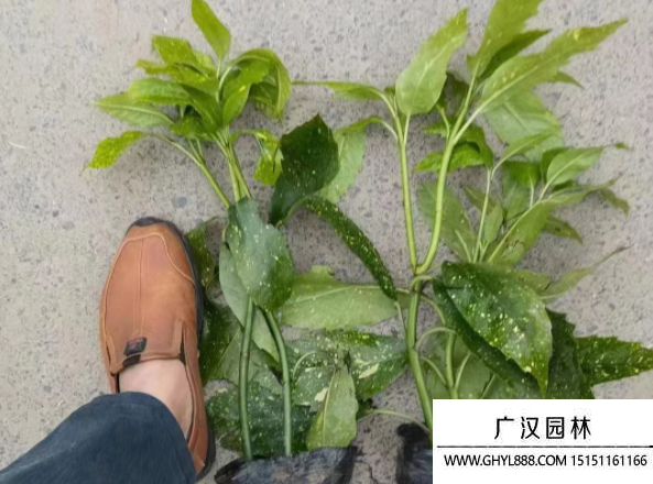 灑金珊瑚 灑金珊瑚