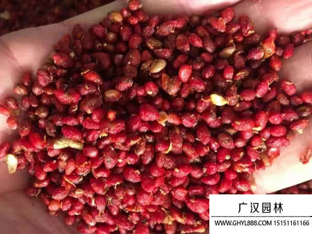 絲棉木種子 絲棉木種子