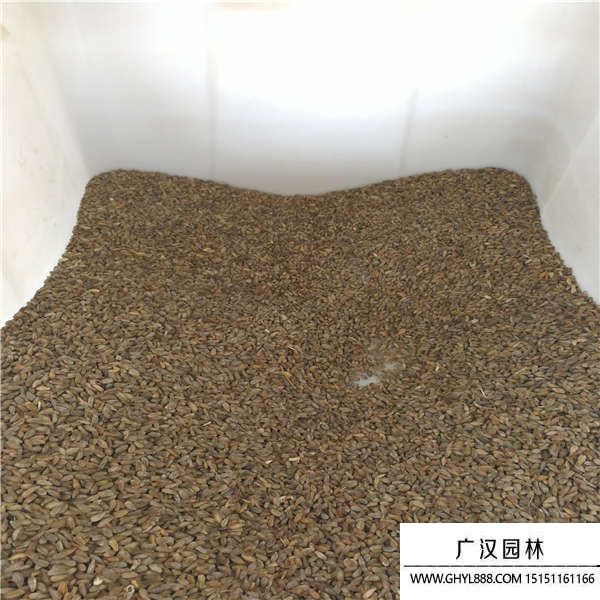 非洲菊種子 非洲菊種子