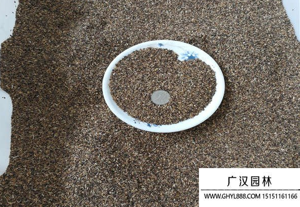 菊苣種子 菊苣種子