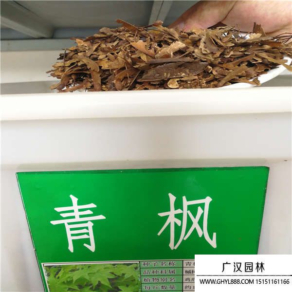 青楓種子 青楓種子