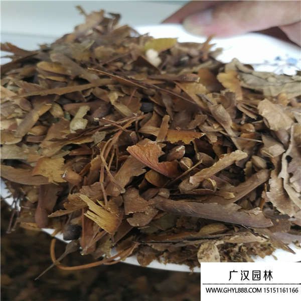 青楓種子 青楓種子