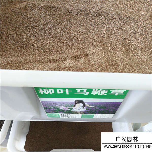 柳葉馬鞭草種子