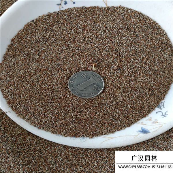 柳葉馬鞭草種子