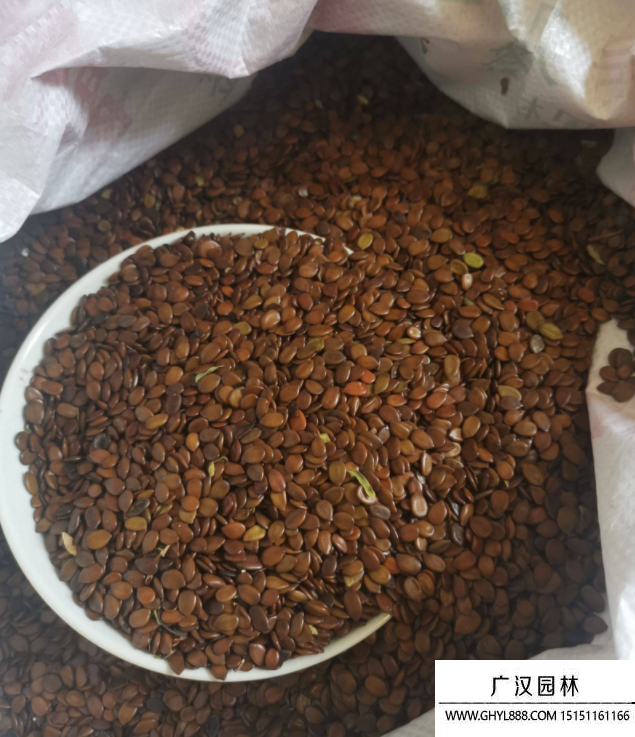 合歡種子 合歡種子