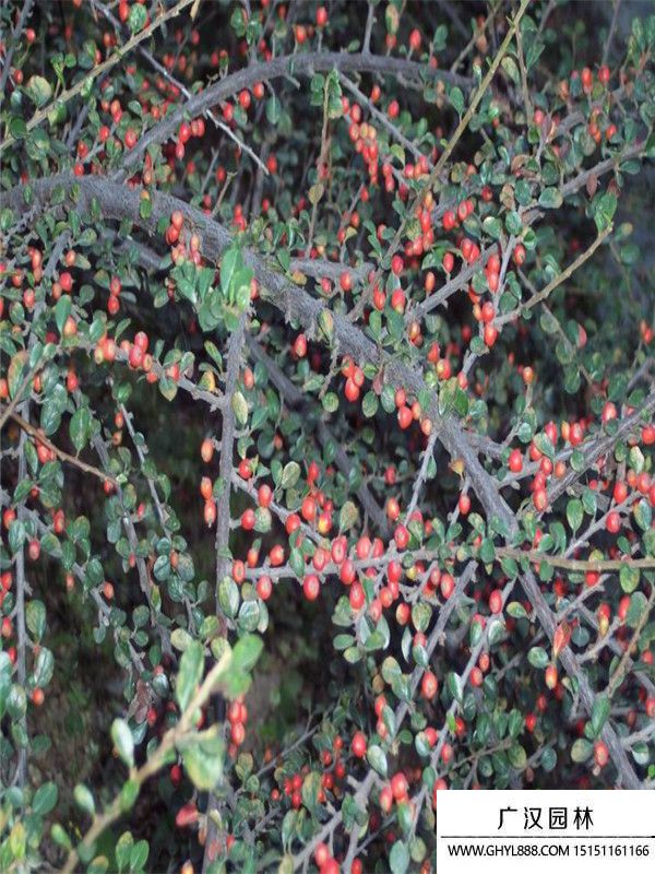 平枝栒子 平枝栒子