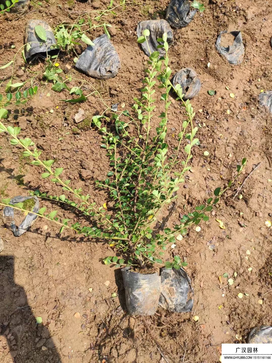 平枝栒子 平枝栒子