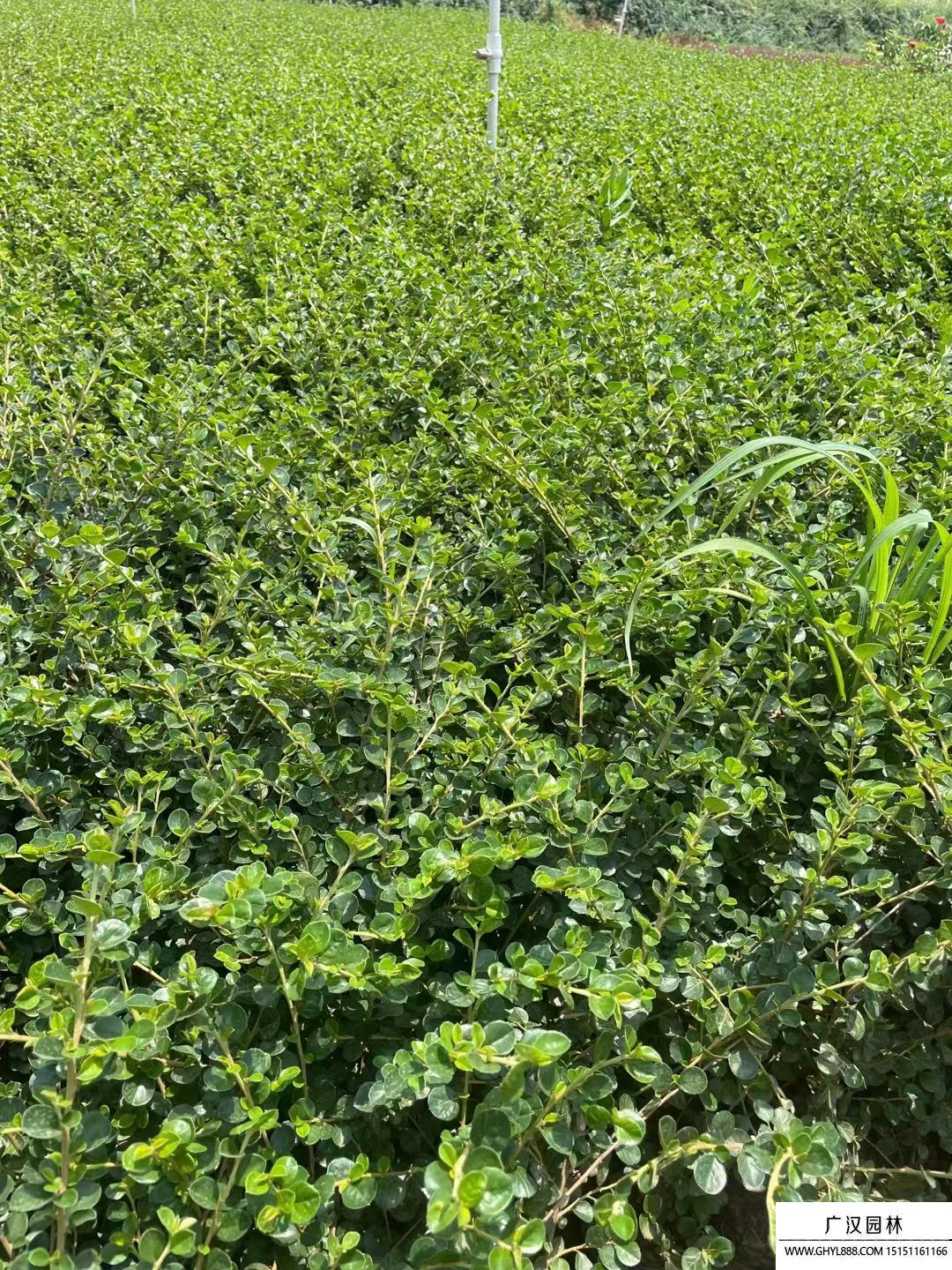 平枝栒子 平枝栒子