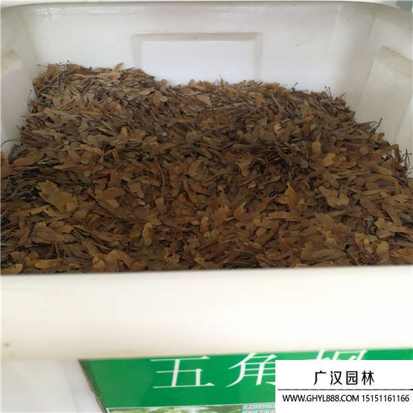 五角楓種子 五角楓種子
