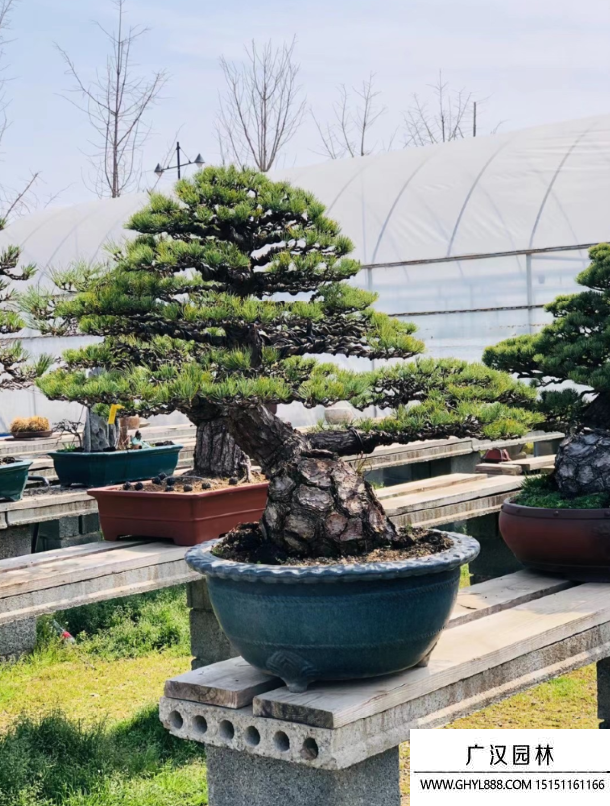 宮島大阪松盆景