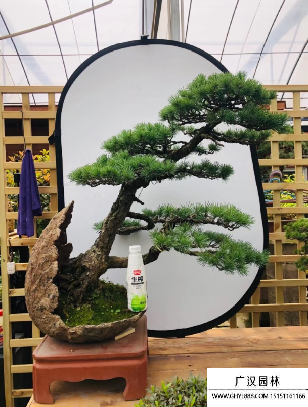 那須五針松盆景