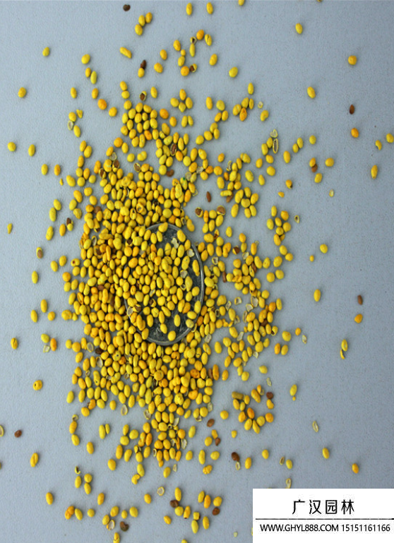 包衣紅三葉種子 包衣紅三葉種子