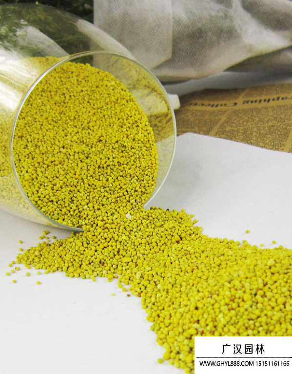 包衣紅三葉種子 包衣紅三葉種子