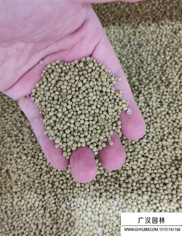 包衣紫花苜蓿種子