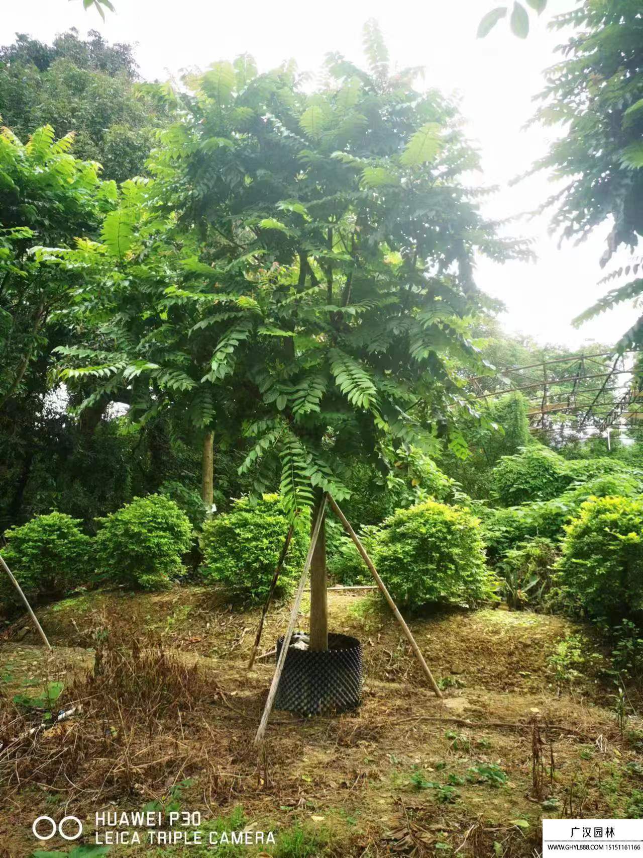 麻楝樹 (2).jpg 麻楝樹 (2).jpg