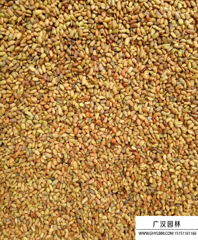 普通檸條種子 普通檸條種子