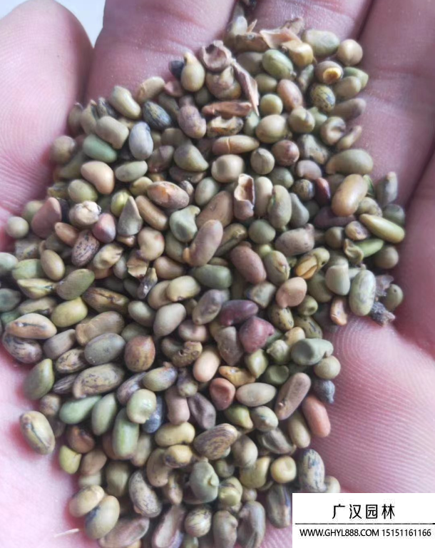 普通檸條種子 普通檸條種子