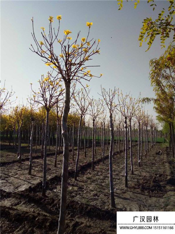 金葉白臘 金葉白臘