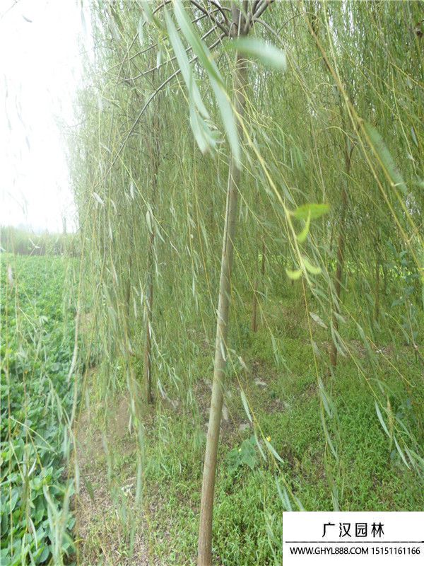 青皮垂柳 青皮垂柳