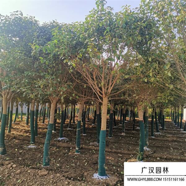 大葉女貞 (13).jpg