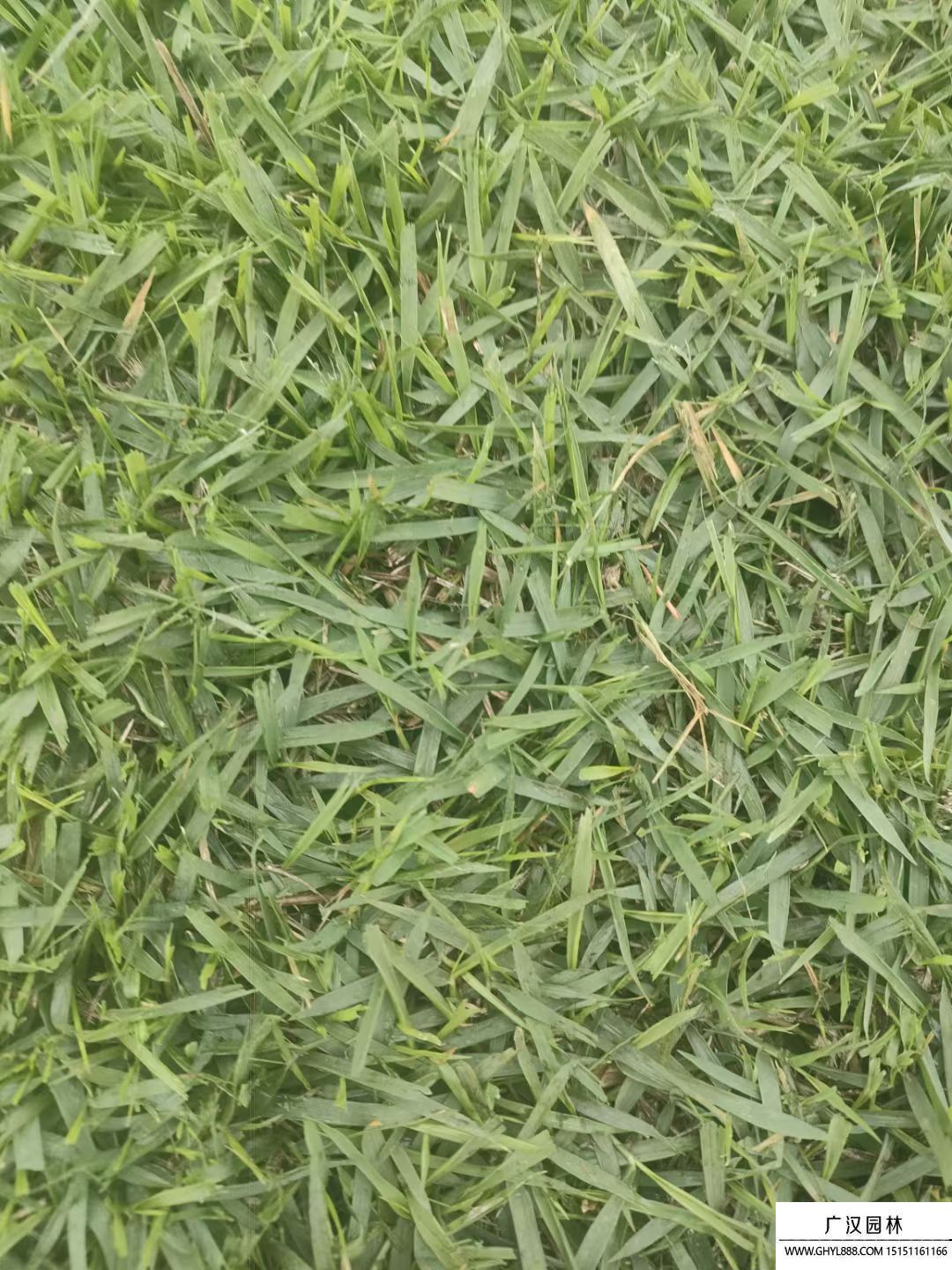 蘭引三號草坪 蘭引三號草坪