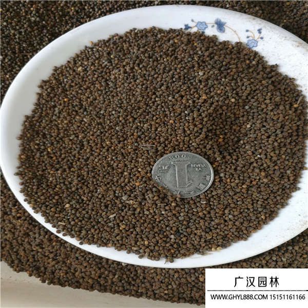 醉蝶花種子 醉蝶花種子