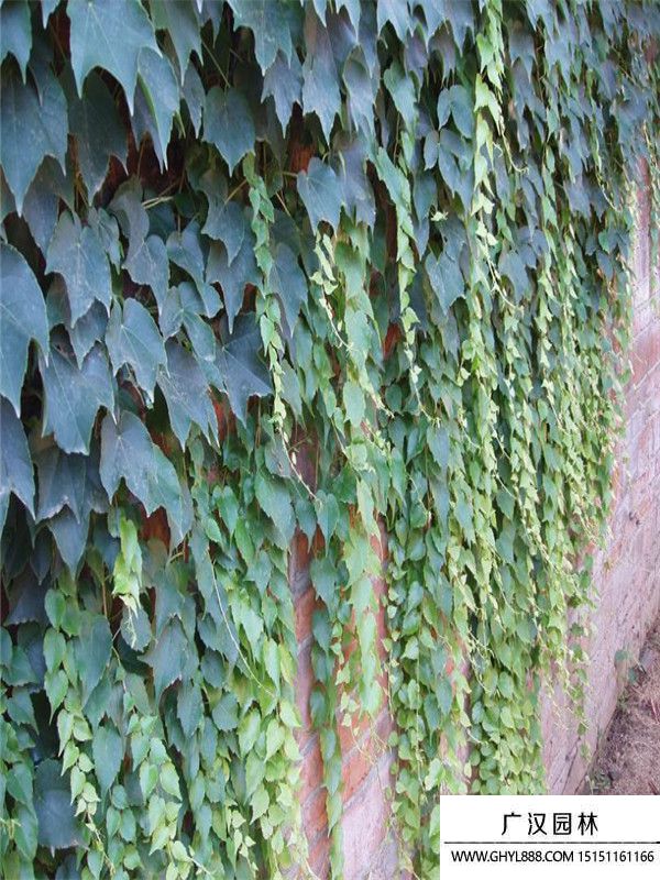 五葉地錦苗 2..jpg