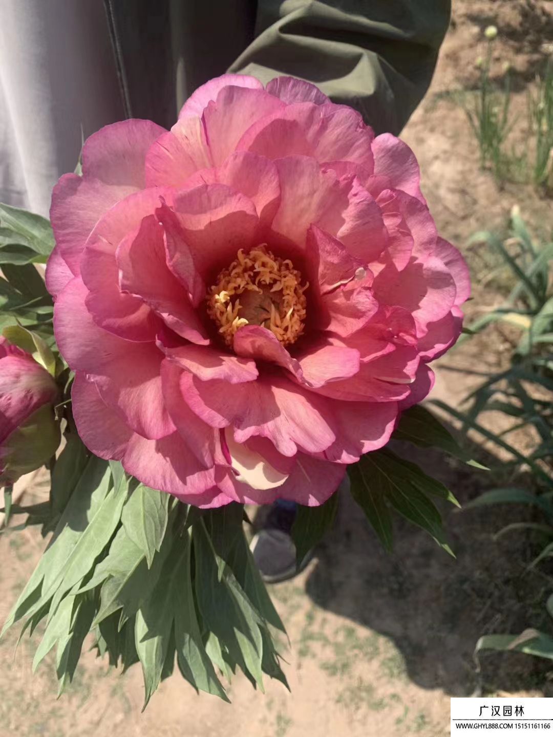 朱麗葉玫瑰 朱麗葉玫瑰