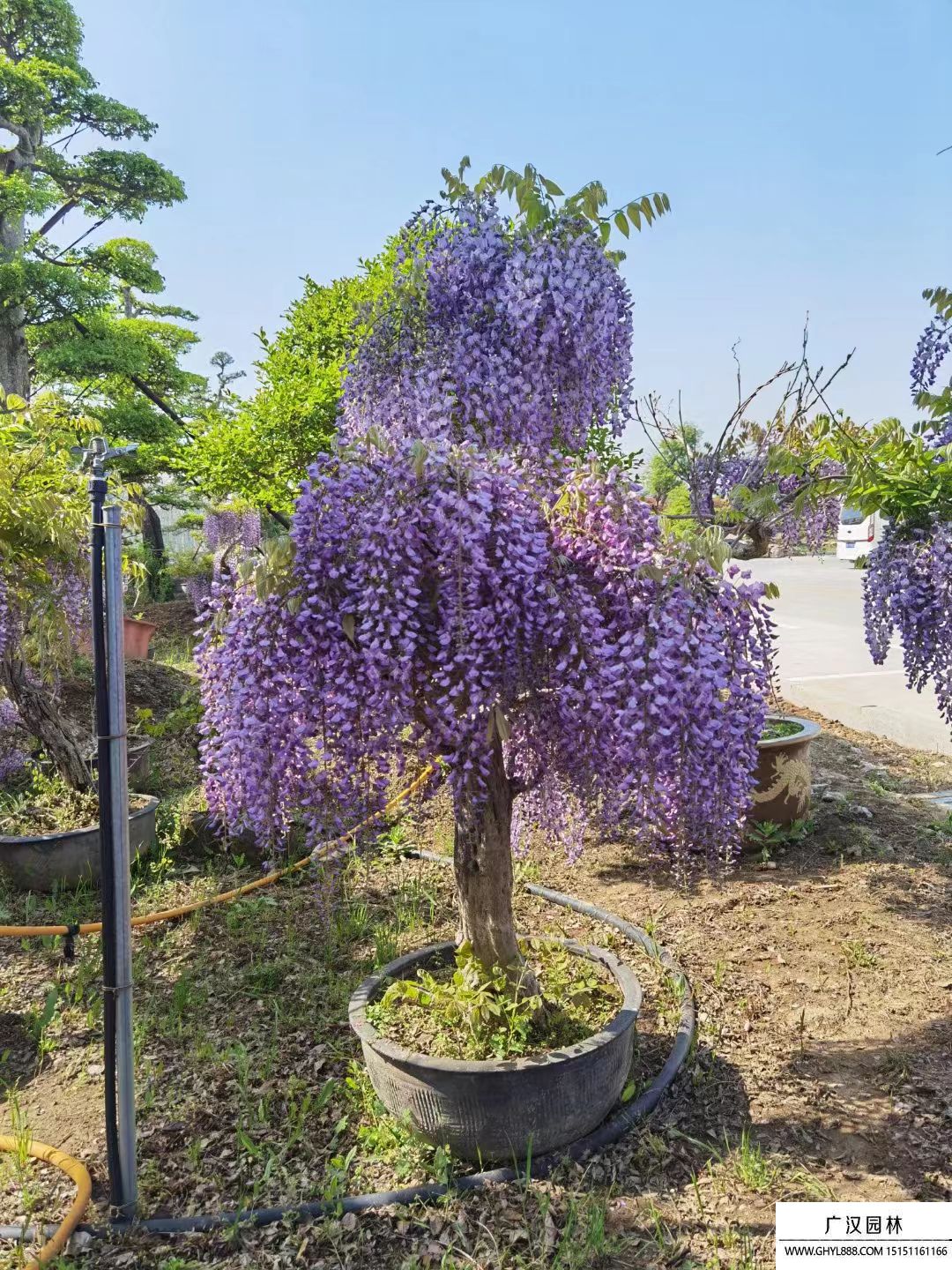 紫藤樹(shù) 紫藤樹(shù)