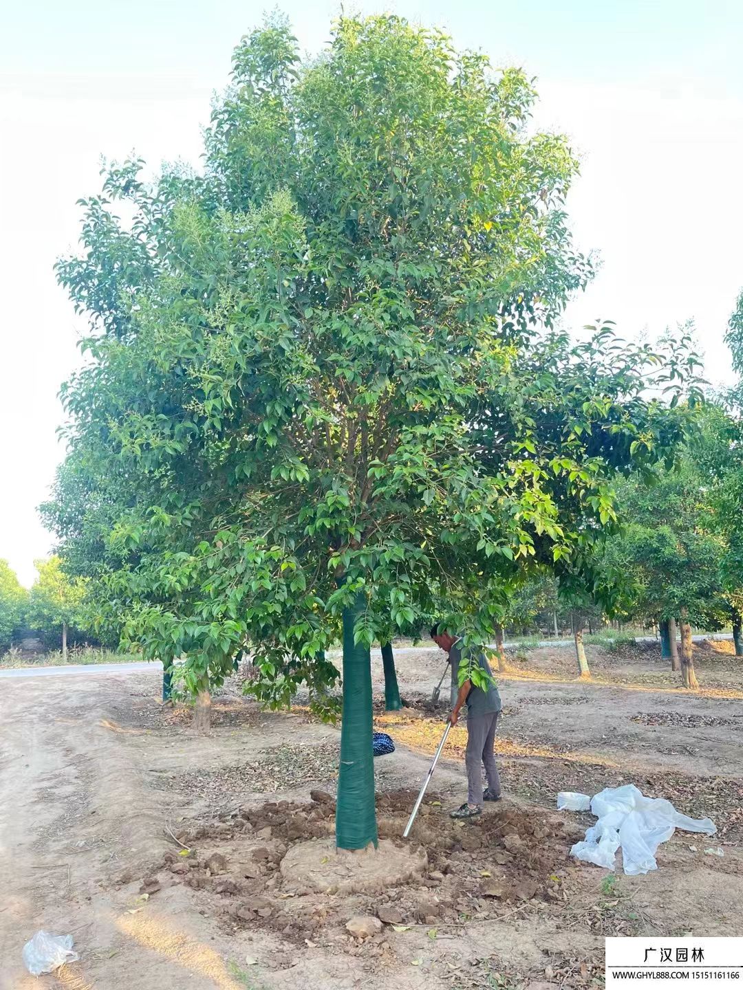 獨桿女貞樹 獨桿女貞樹