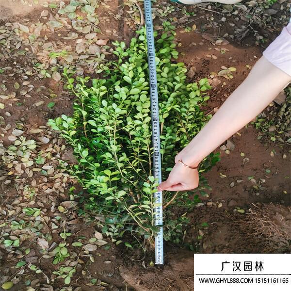 小葉黃楊 小葉黃楊