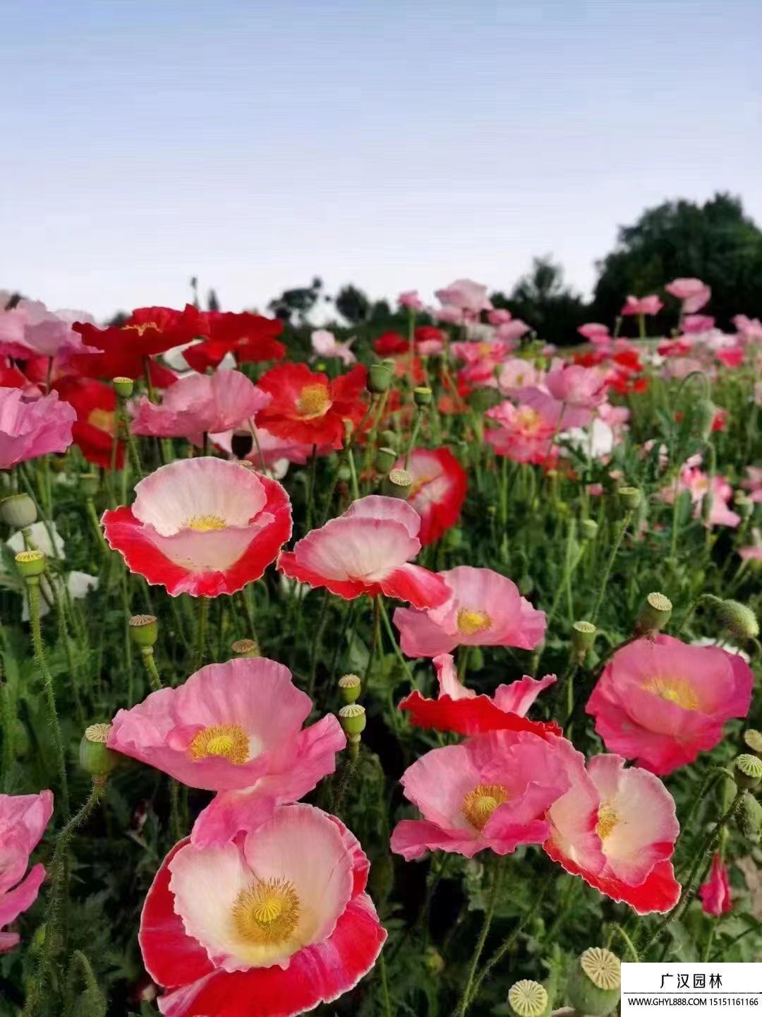 冰島虞美人 (7).jpg