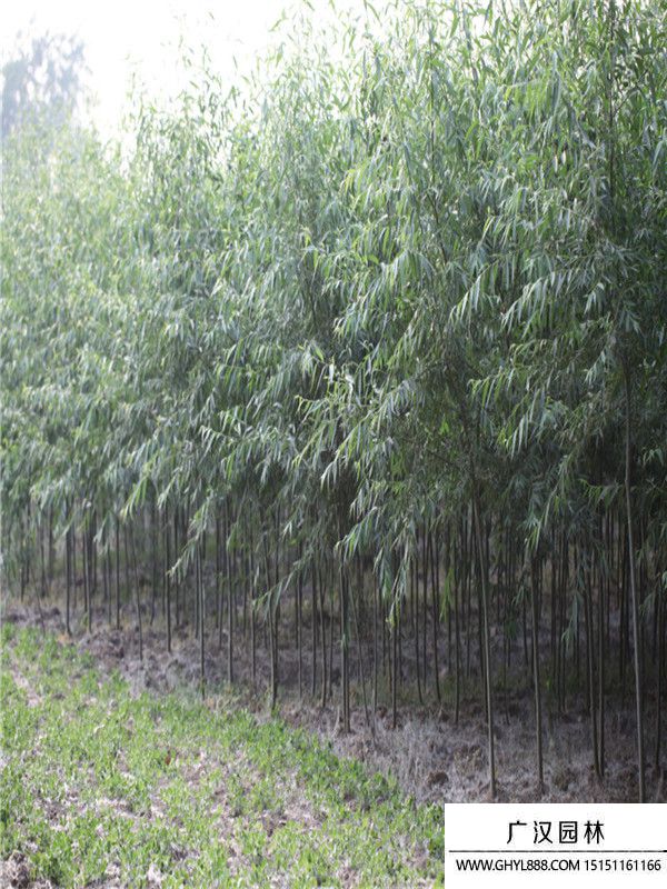 美國(guó)竹柳.jpg 美國(guó)竹柳.jpg