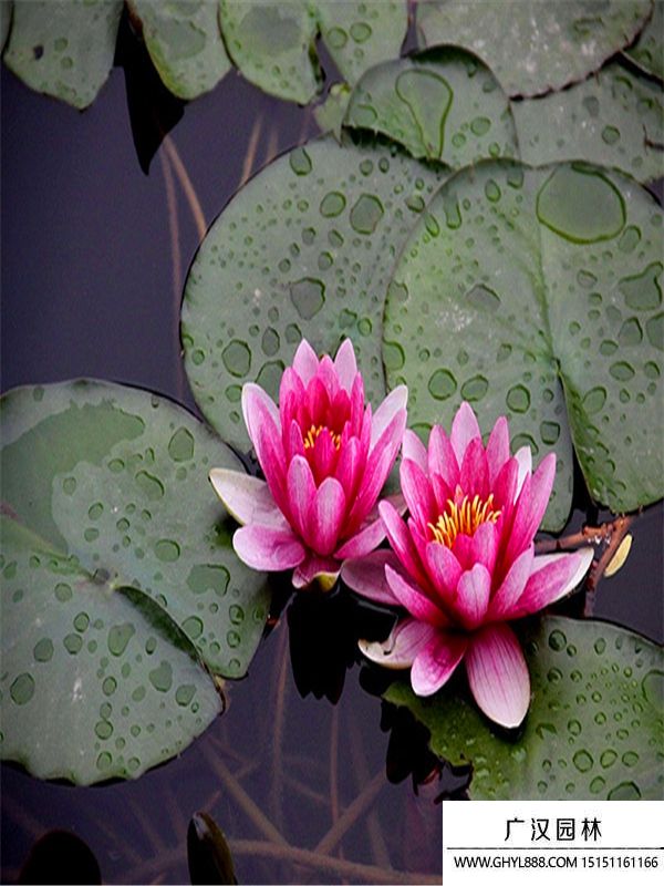 睡蓮1.jpg 睡蓮1.jpg